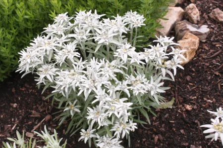 Edelweiss makes unusual addition to rock gardens